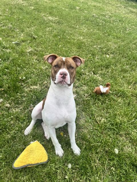 MONROE, Adoptable, Young Female American Bulldog & Mixed Breed.