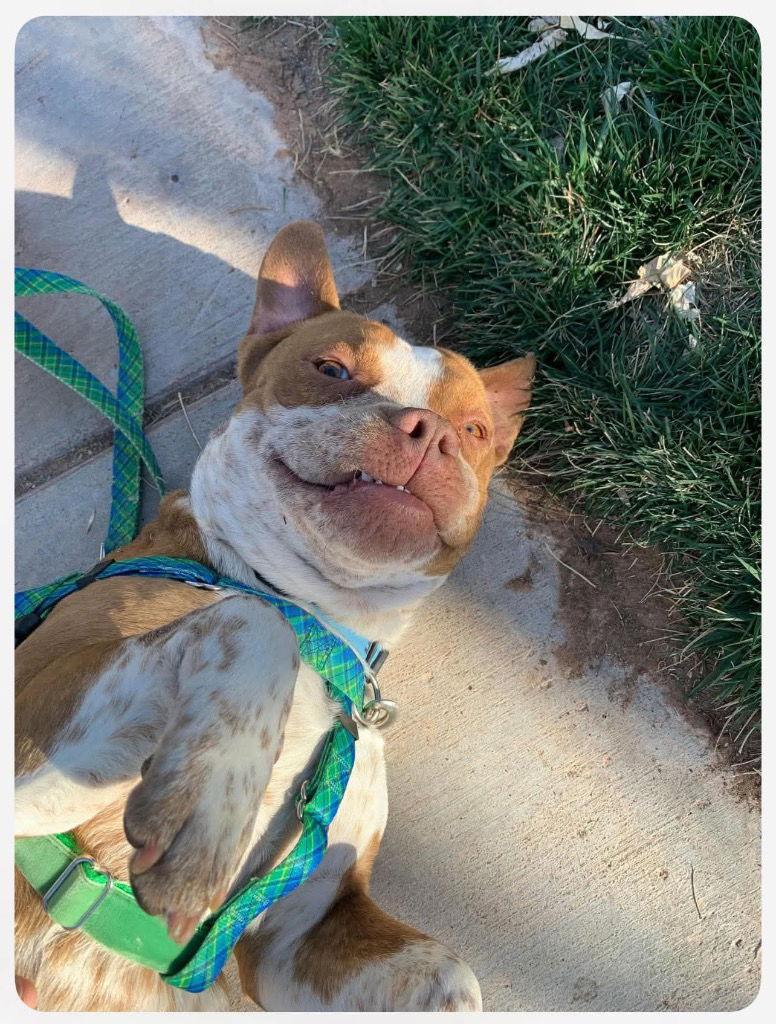 Enlarge John, a Adoptable mixed breed in Saint George, UT image 1/3