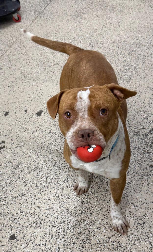 Enlarge John, a Adoptable mixed breed in Saint George, UT image 2/3
