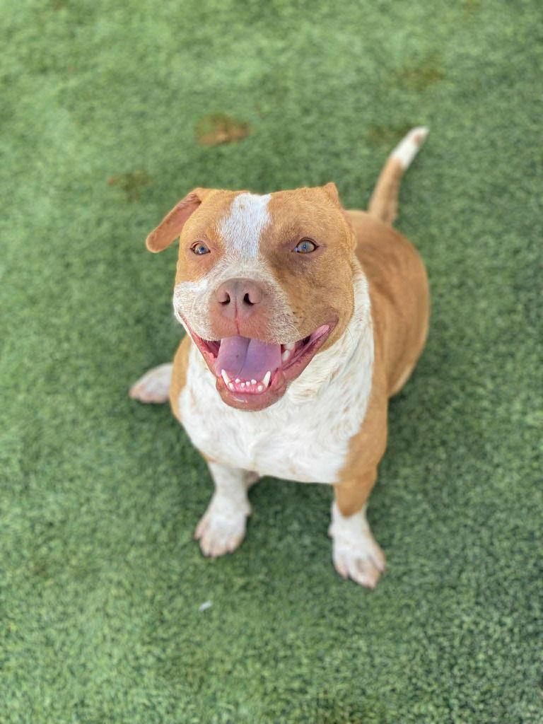 Enlarge John, a Adoptable mixed breed in Saint George, UT image 3/3