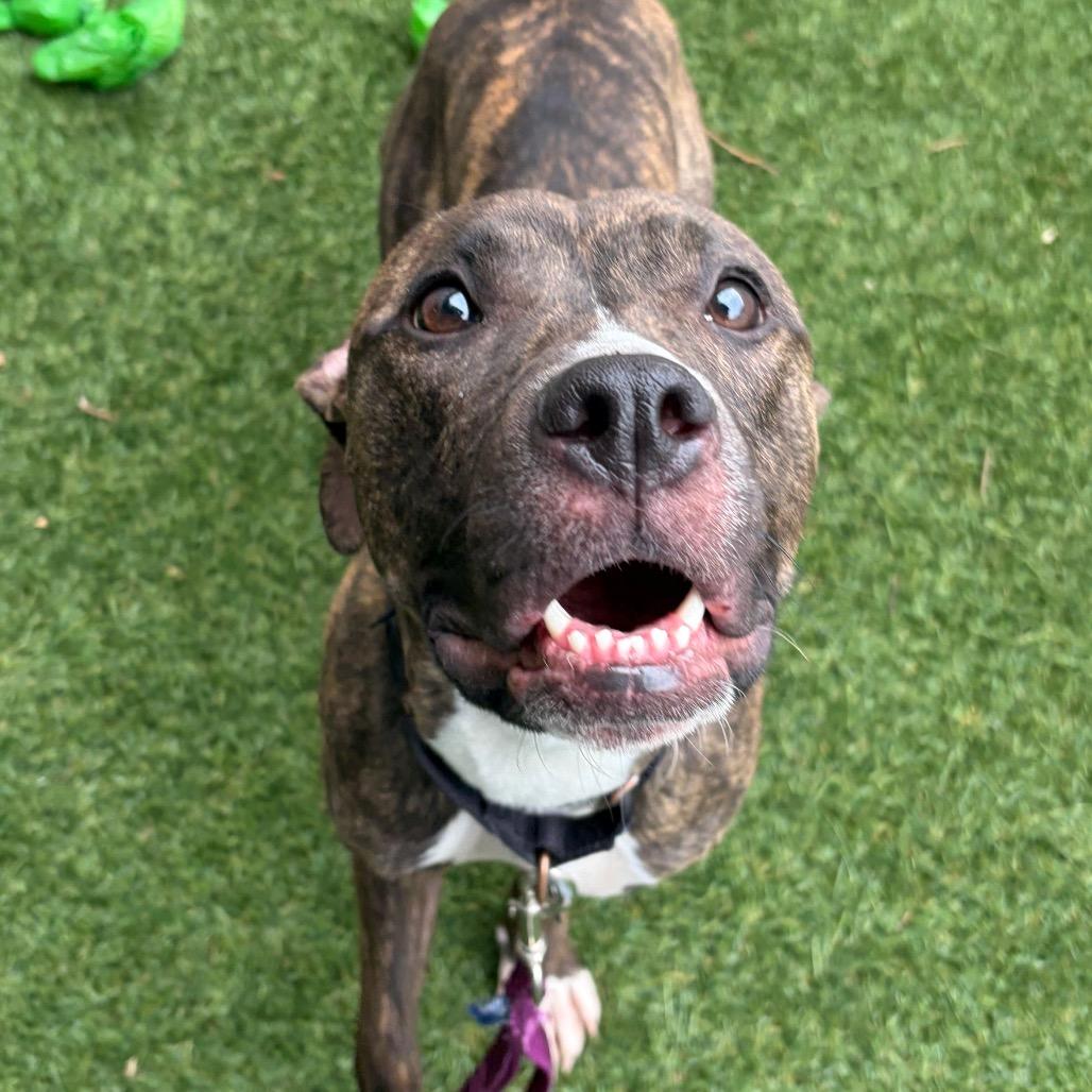 April, Adoptable, Young Female Mixed Breed.
