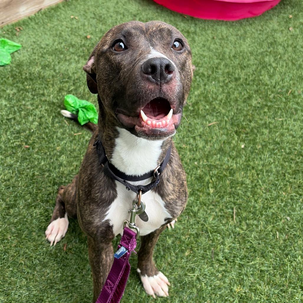 Enlarge April, a Adoptable Mixed Breed in Oak Park, IL image 2/6