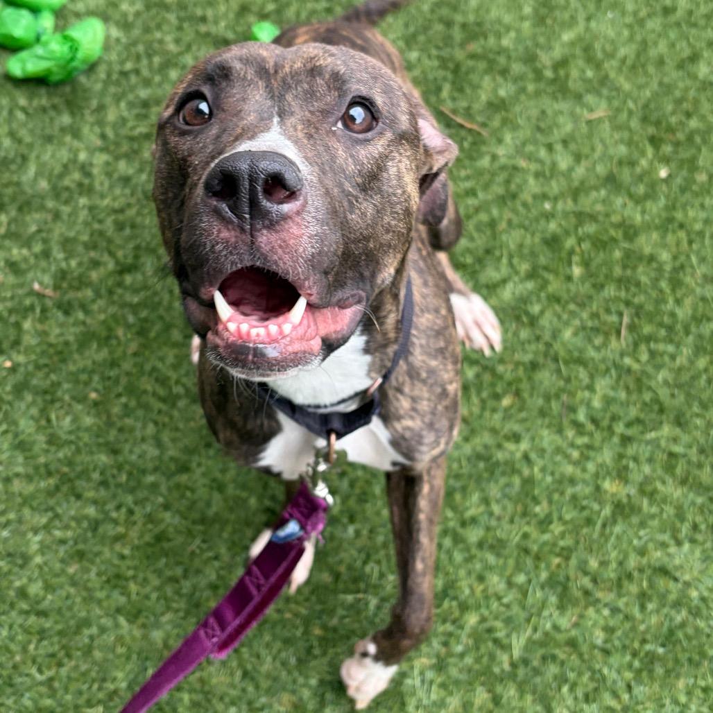 Enlarge April, a Adoptable Mixed Breed in Oak Park, IL image 3/6