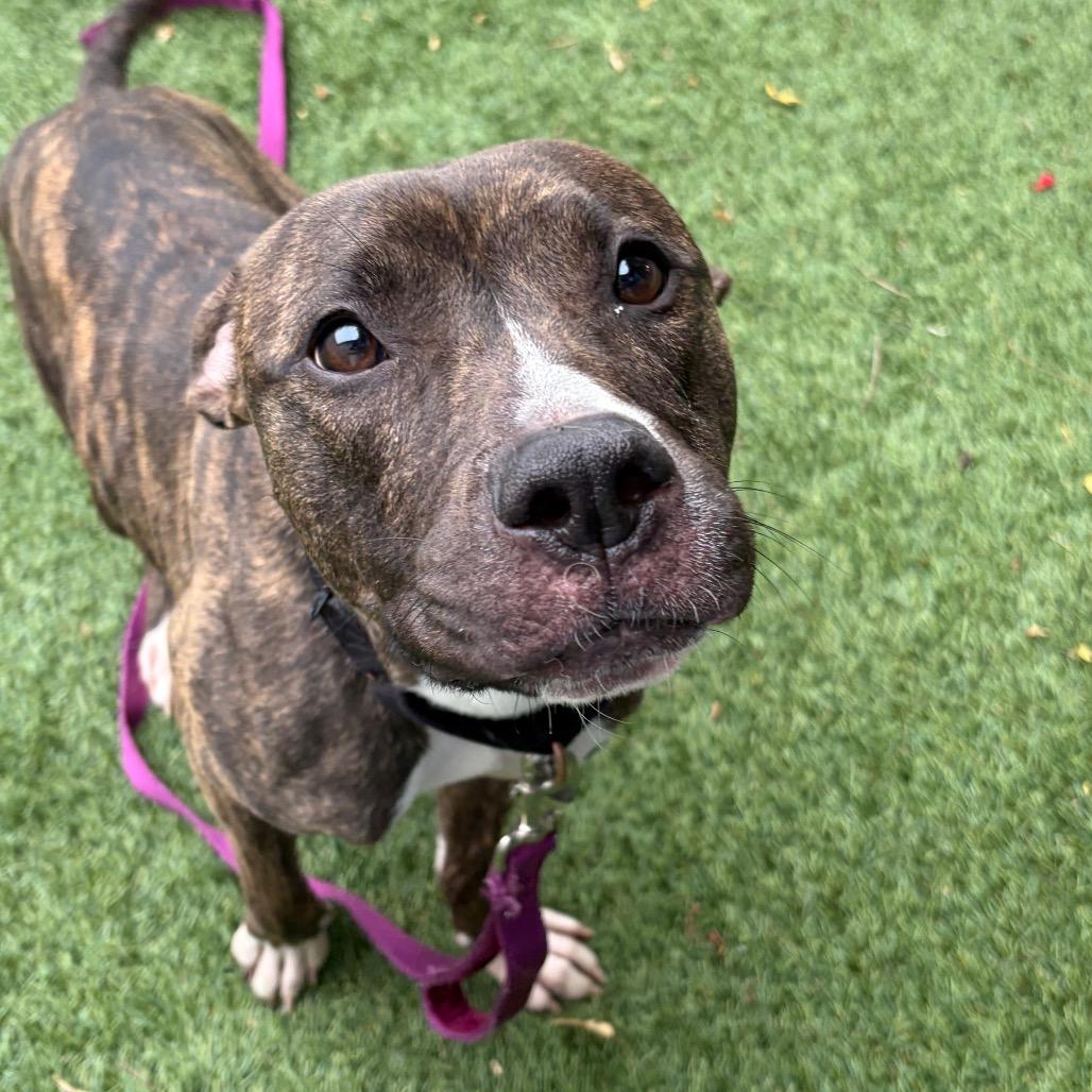 Enlarge April, a Adoptable Mixed Breed in Oak Park, IL image 4/6