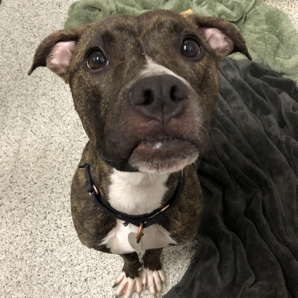 Enlarge April, a Adoptable Mixed Breed in Oak Park, IL image 5/6