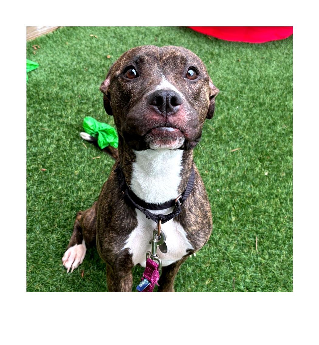 Enlarge April, a Adoptable Mixed Breed in Oak Park, IL image 6/6
