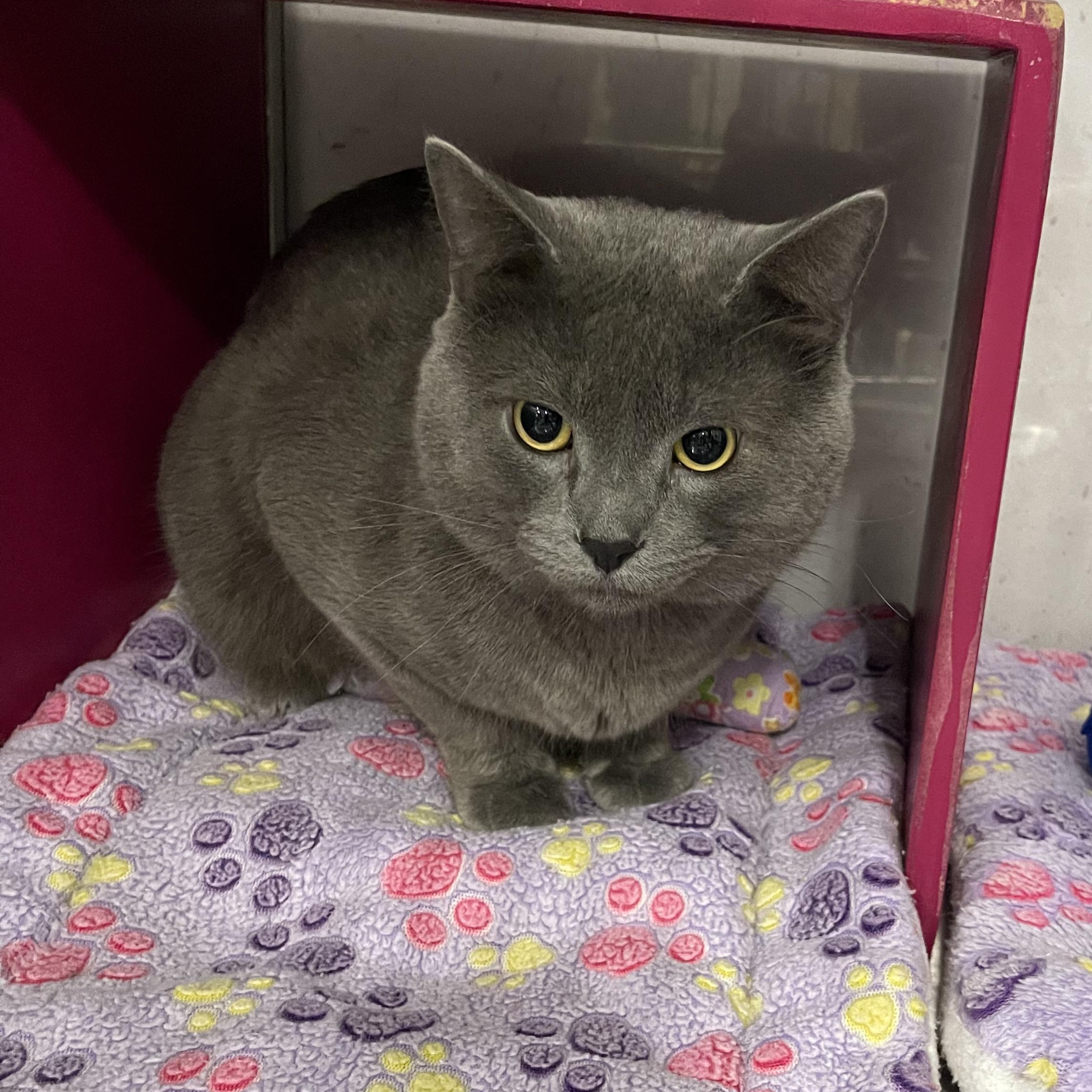 Winter @ Livonia PetSmart