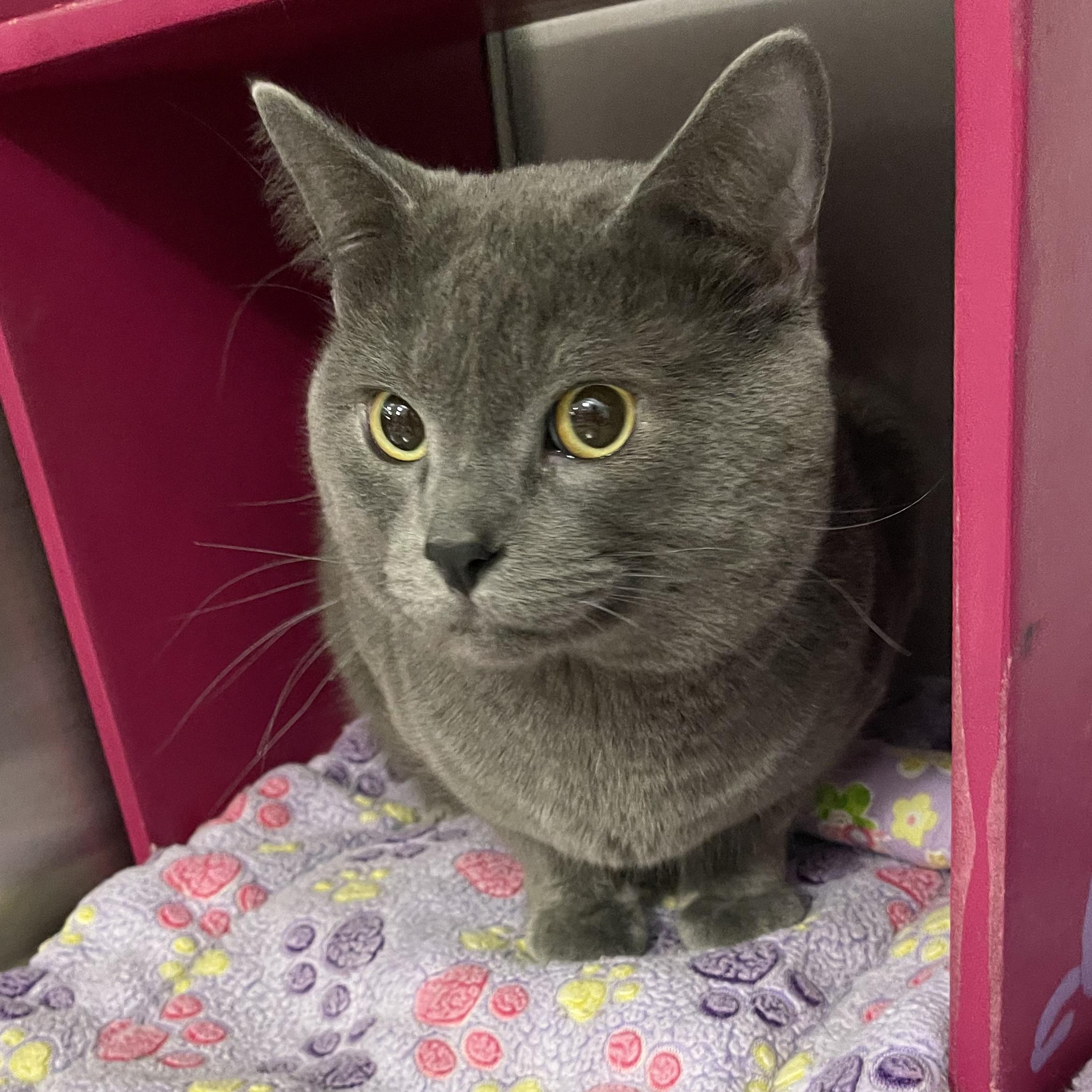 Enlarge Winter @ Livonia PetSmart ~ Adopted 3/14/26, an adopted mixed breed in Livonia, MI image 2/5