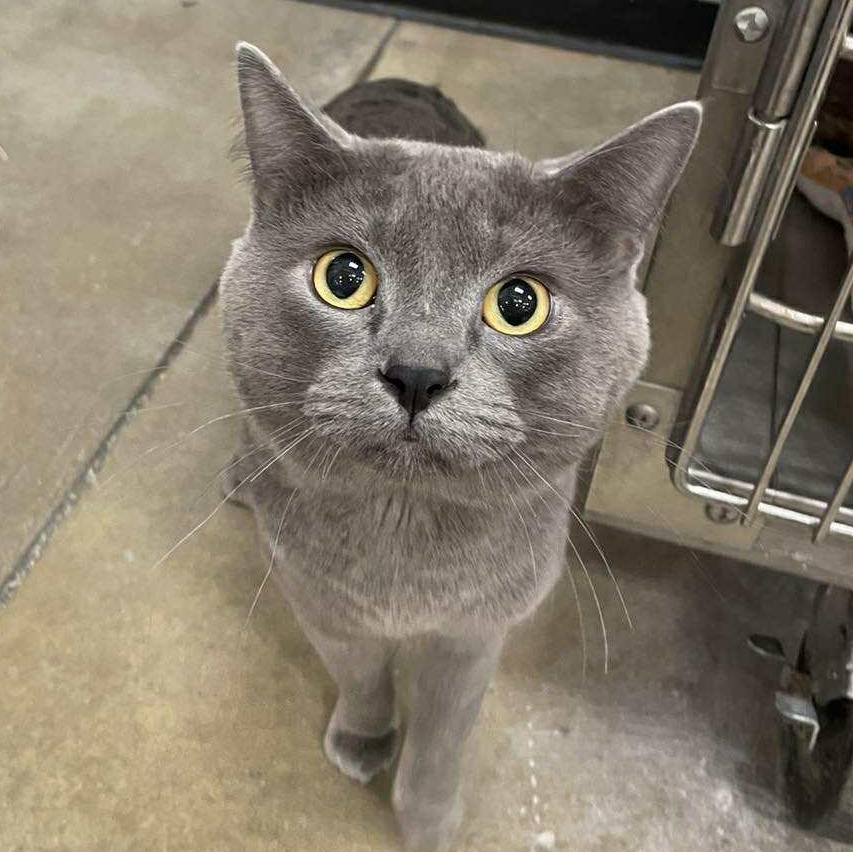 Enlarge Winter @ Livonia PetSmart ~ Adopted 3/14/26, an adopted mixed breed in Livonia, MI image 3/5