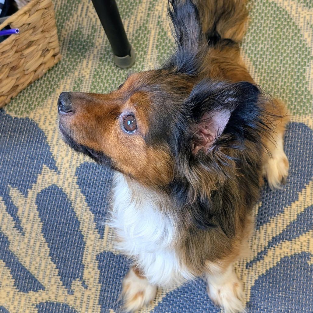 Enlarge Mac, a Adoptable Papillon in Georgetown, KY image 1/4