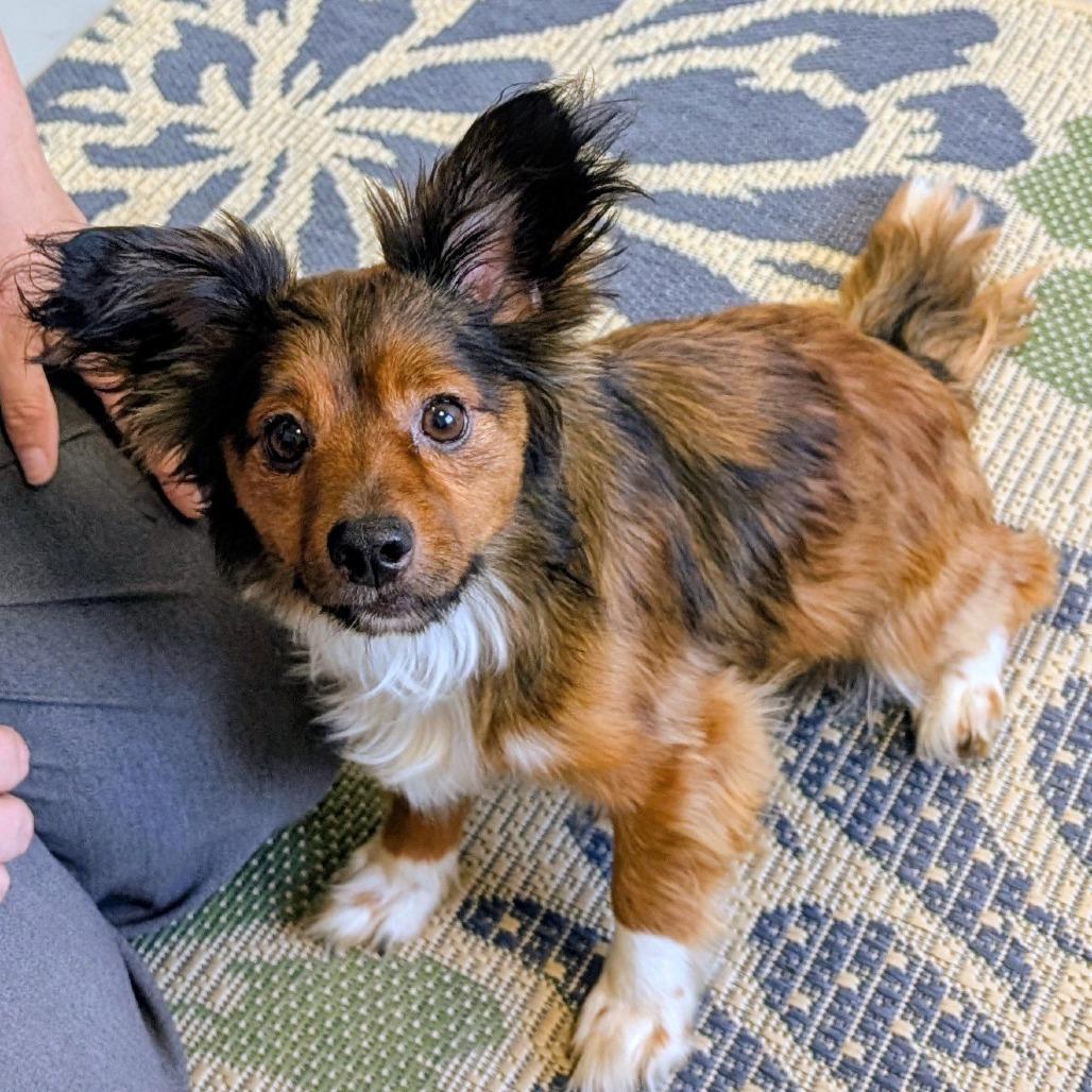 Enlarge Mac, a Adoptable Papillon in Georgetown, KY image 2/4