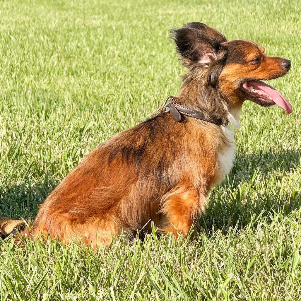 Enlarge Mac, a Adoptable Papillon in Georgetown, KY image 3/4