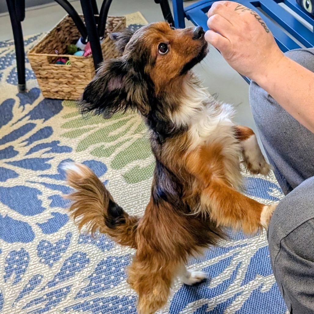Enlarge Mac, a Adoptable Papillon in Georgetown, KY image 4/4