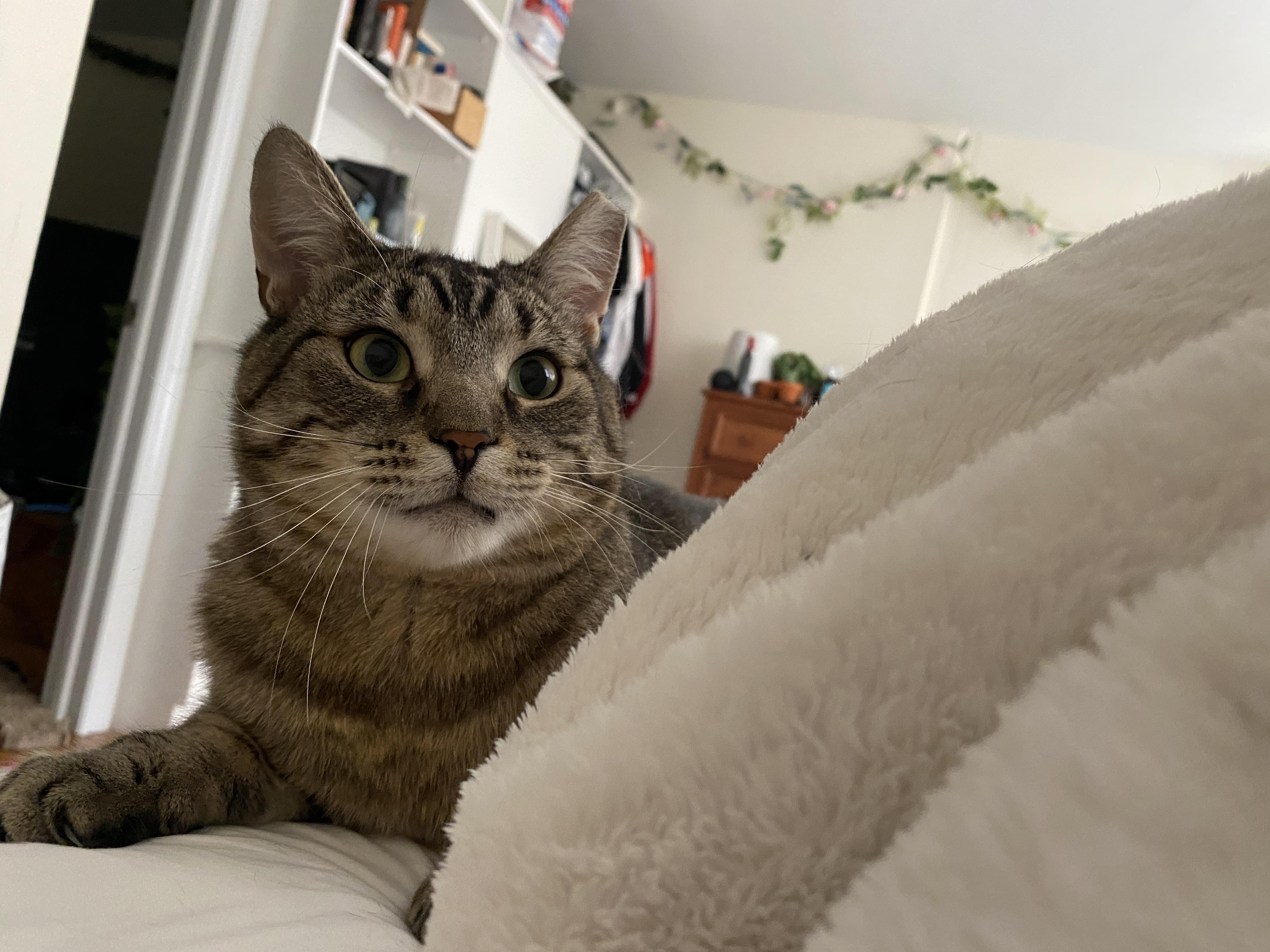 Enlarge Waffle *MUST BE ADOPTED WITH PEACH*, a Adoptable Domestic Short Hair in Toronto, ON image 4/4