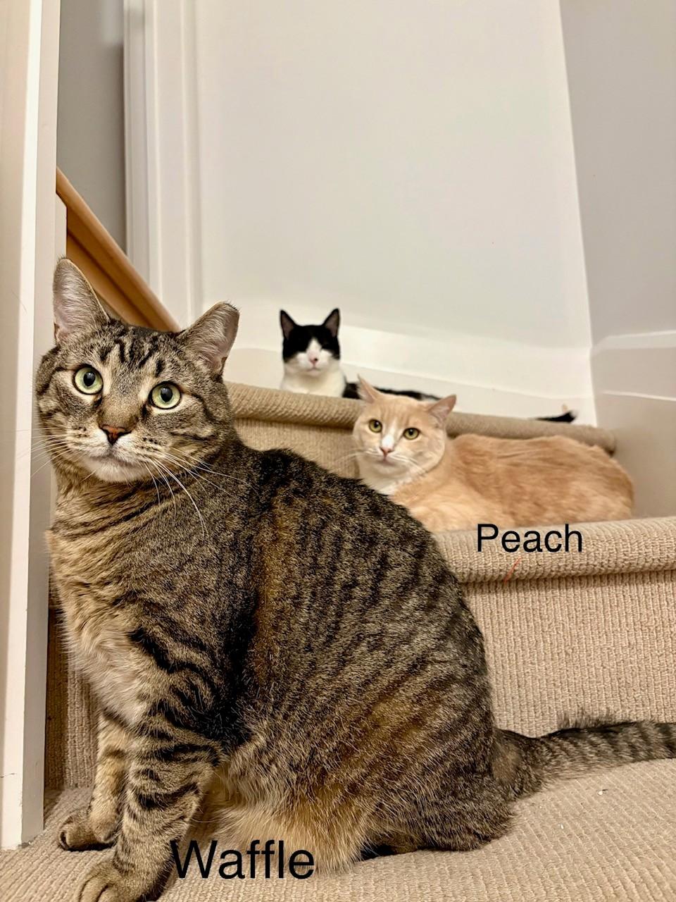 Enlarge Waffle *MUST BE ADOPTED WITH PEACH*, a Adoptable Domestic Short Hair in Toronto, ON image 3/4