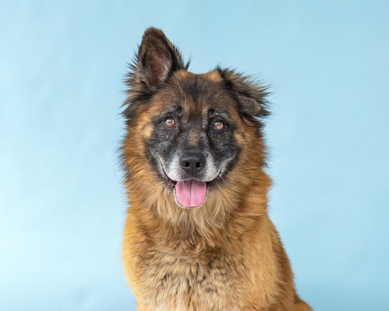 Enlarge ROSCO, a Adoptable Shepherd in Pasadena, CA image 2/3