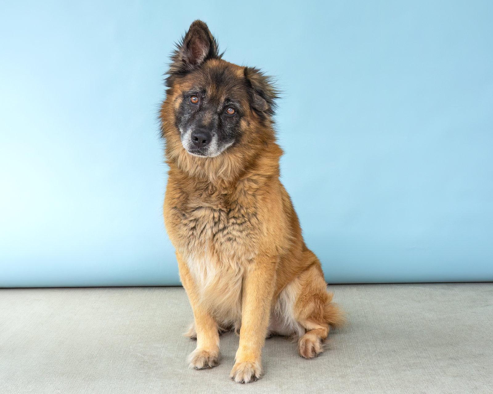 Enlarge ROSCO, a Adoptable Shepherd in Pasadena, CA image 3/3