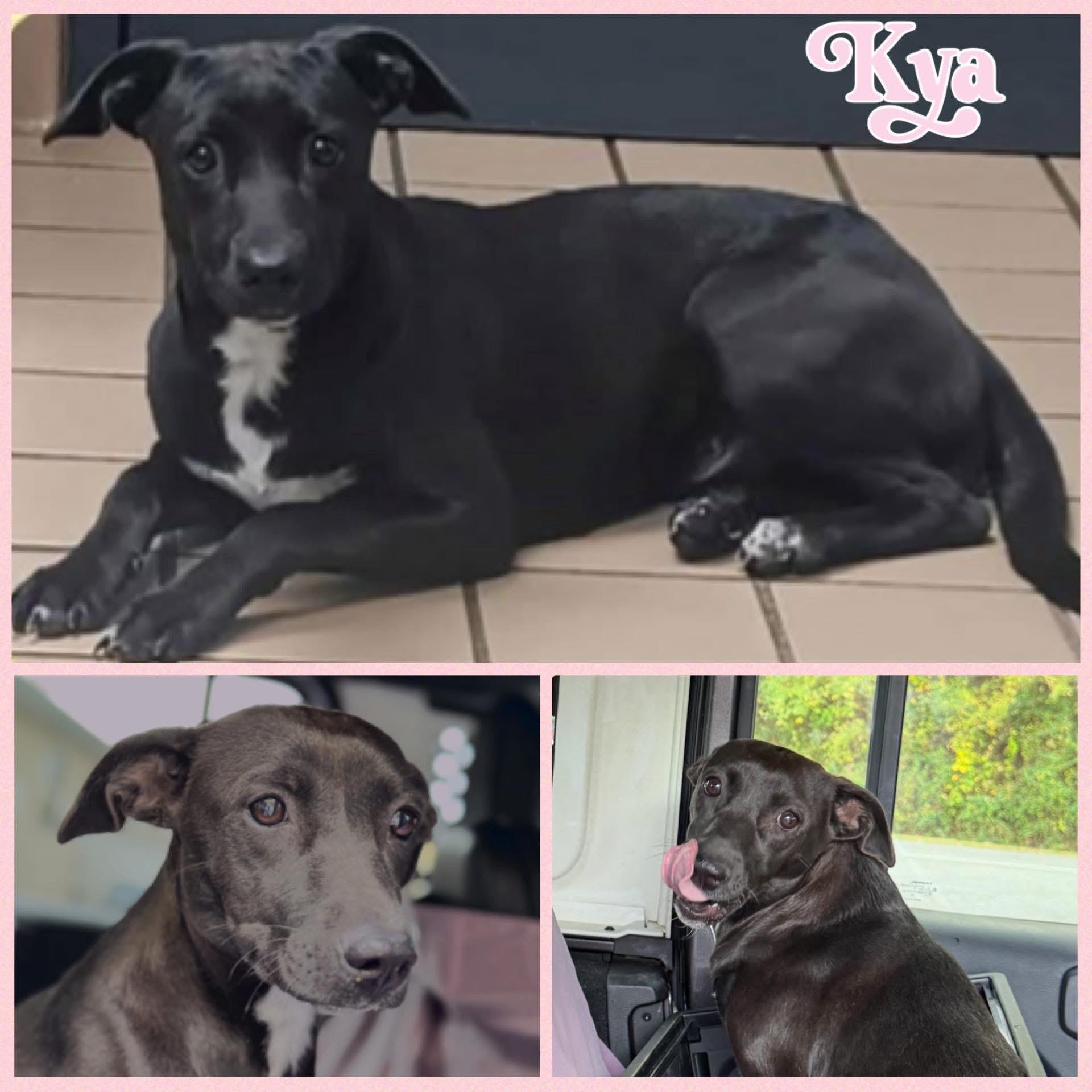 Kya, Adoptable, Young Female Whippet & Terrier.