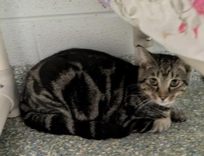 Spicy Jalapeno, Adoptable, Young Male Domestic Short Hair.
