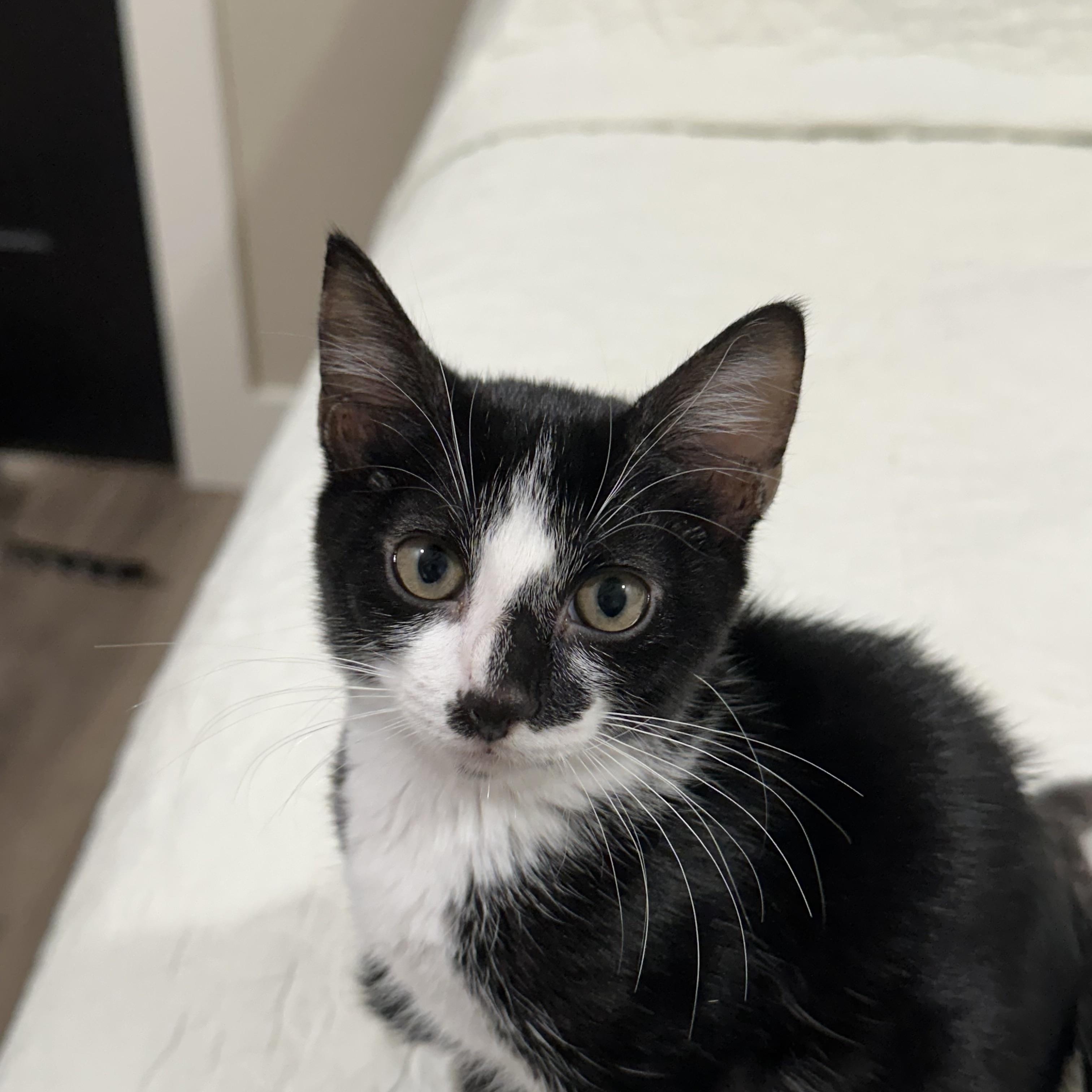 Enlarge Betsie - North Conroe Petsmart, a Adoptable mixed breed in Conroe, TX image 2/2