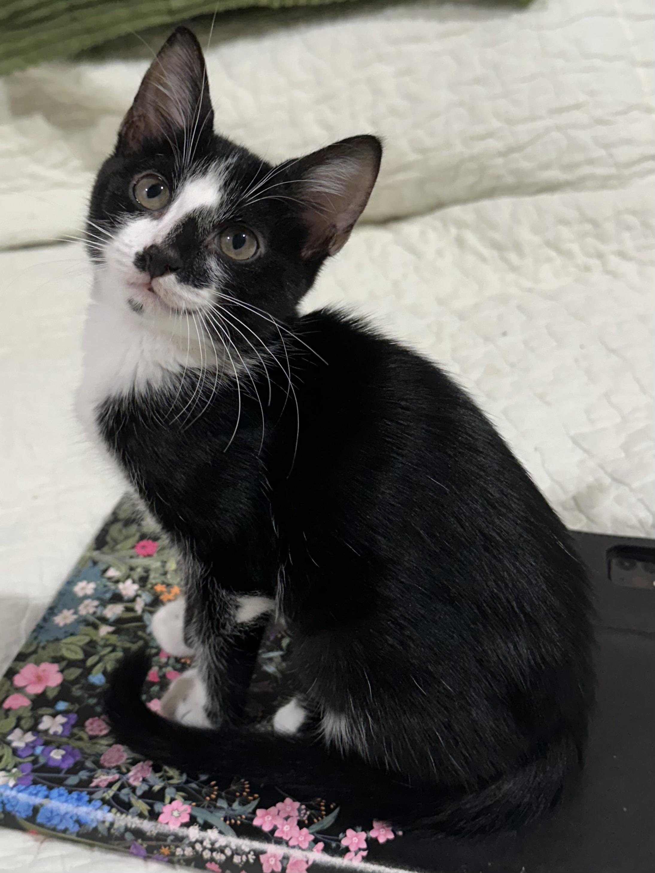 Enlarge Betsie - North Conroe Petsmart, a Adoptable mixed breed in Conroe, TX image 1/2
