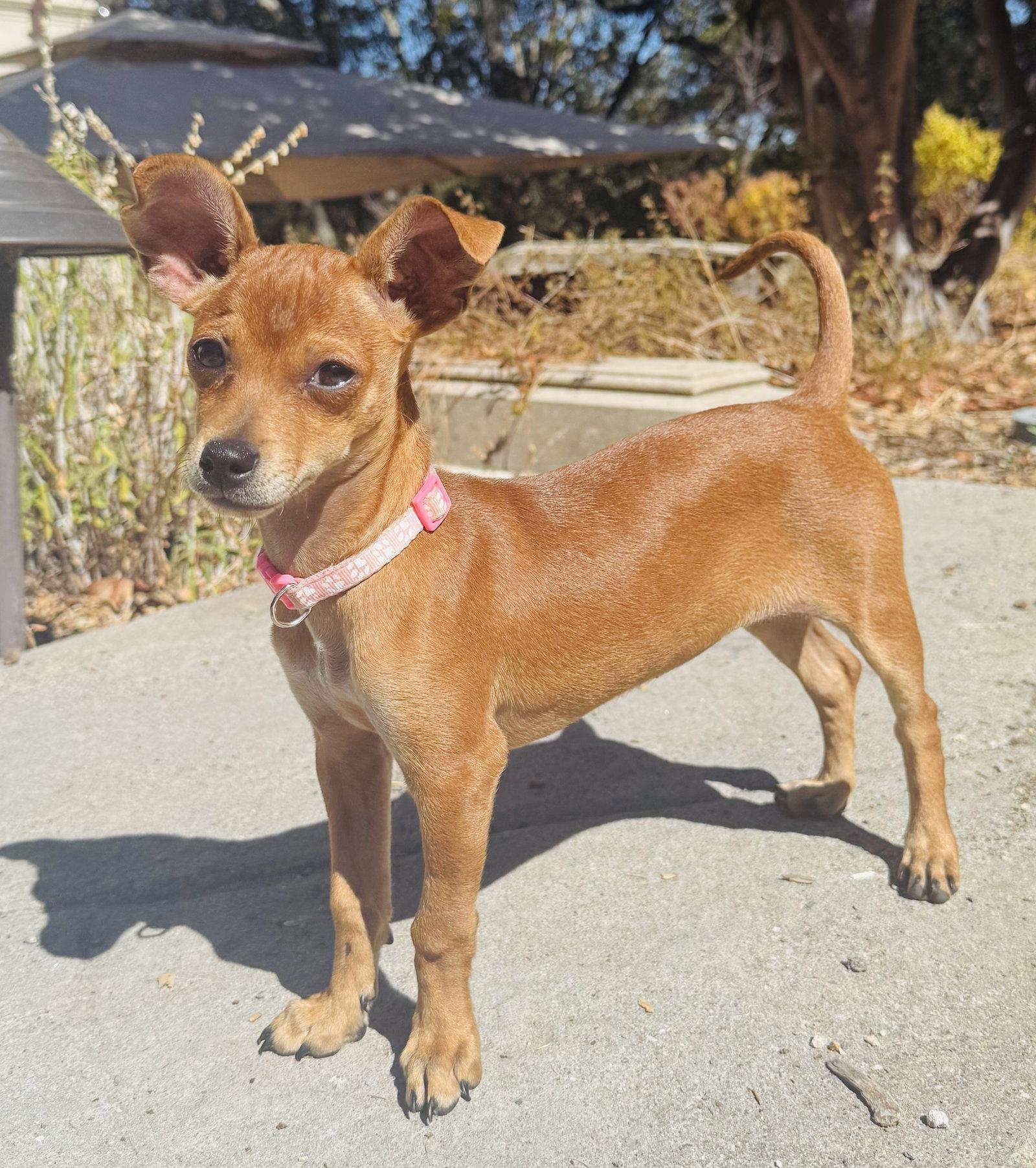 Enlarge Pippa, a Adoptable Chihuahua in Sunnyvale, CA image 1/1