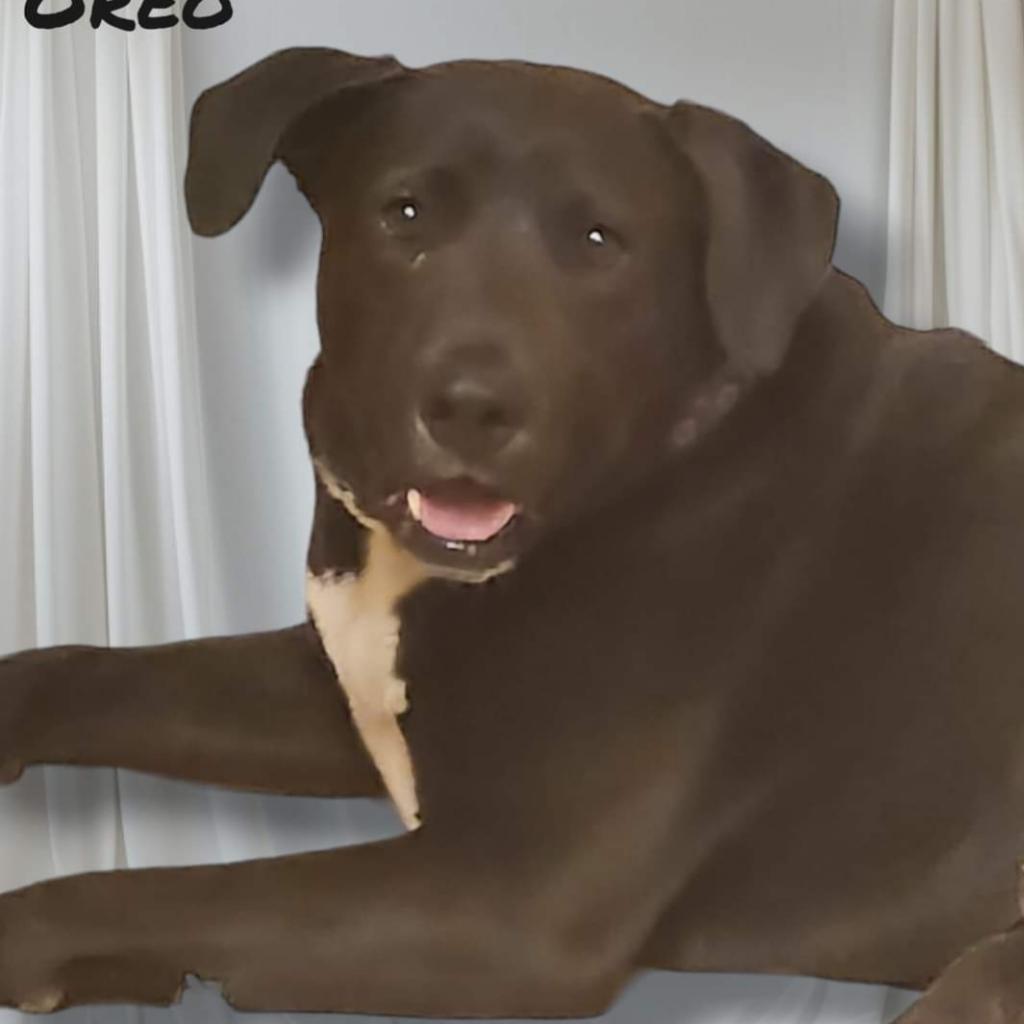 Oreo, Adoptable, Adult Male Black Labrador Retriever.