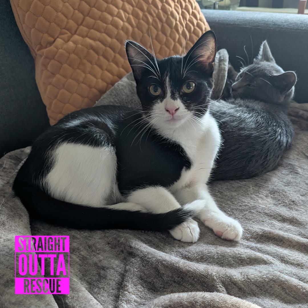 Bean, Adoptable, Kitten Female Domestic Short Hair.