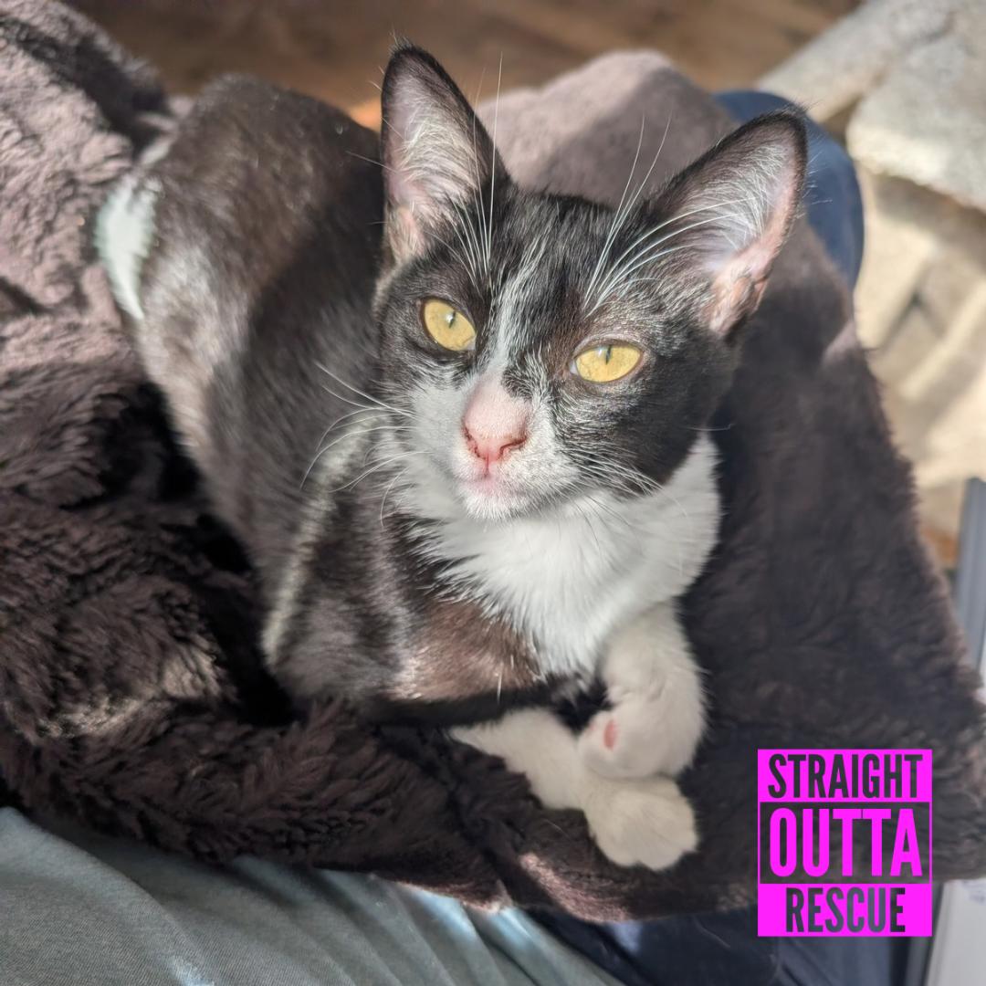 Enlarge Bean, a Adoptable Domestic Short Hair in Vancouver, BC image 1/6