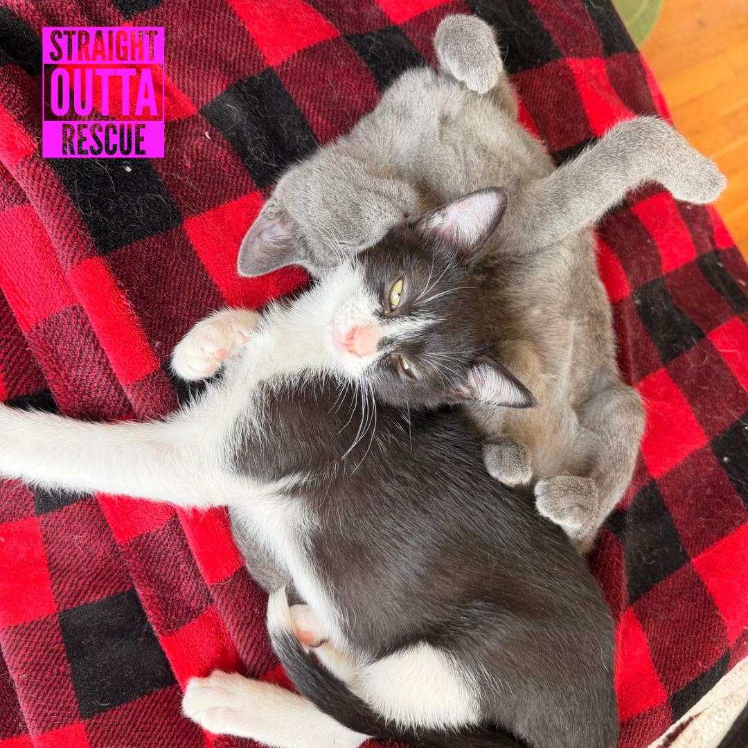 Enlarge Bean, a Adoptable Domestic Short Hair in Vancouver, BC image 6/6
