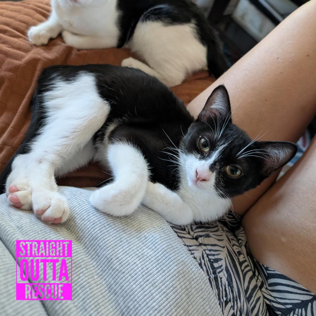 Enlarge Bean, a Adoptable Domestic Short Hair in Vancouver, BC image 2/6