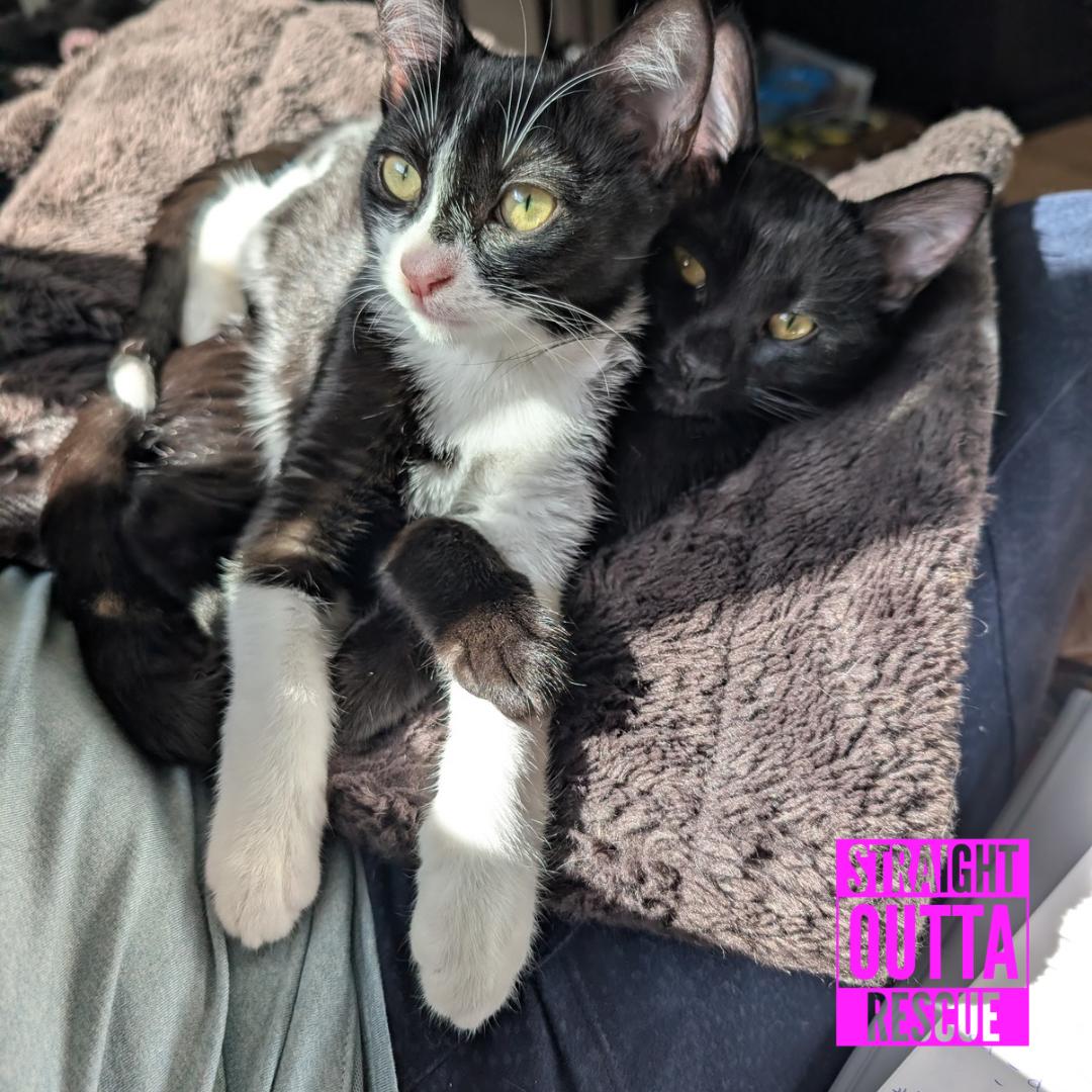 Enlarge Bean, a Adoptable Domestic Short Hair in Vancouver, BC image 3/6
