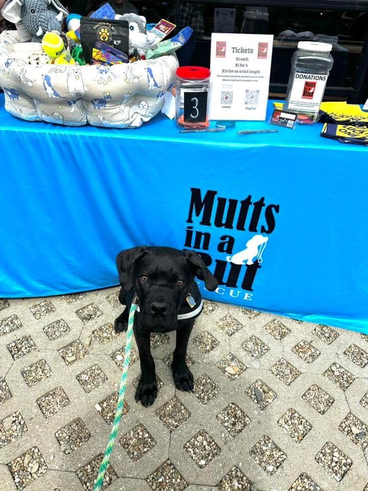 Enlarge Marco, a ADOPTABLE Cane Corso in Cleveland, OH image 4/5