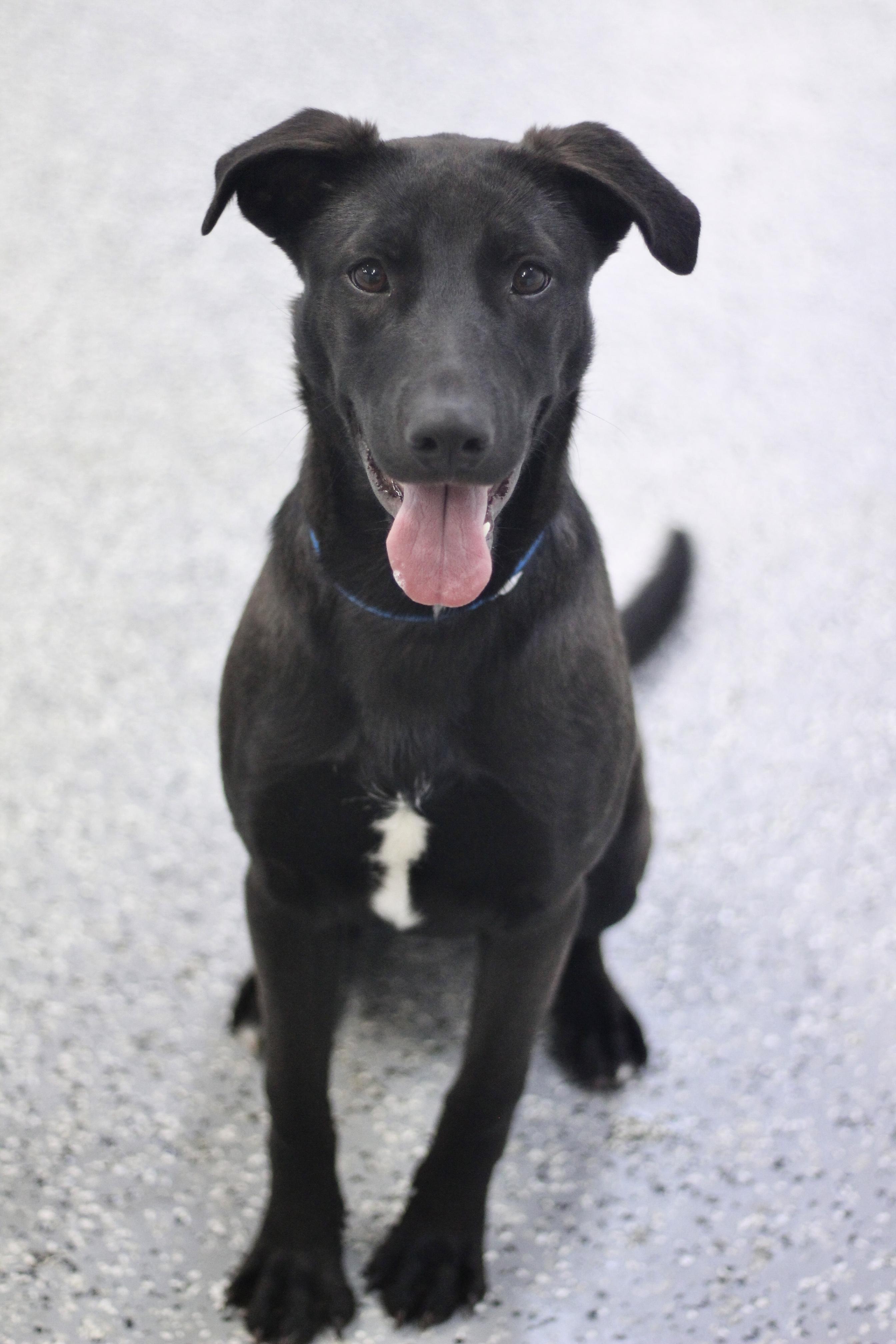 Latara in NH! Come Meet our Adoptable Dogs Wednesday-Saturday. More info in Bio!, ADOPTABLE, Young Female Black Labrador Retriever.
