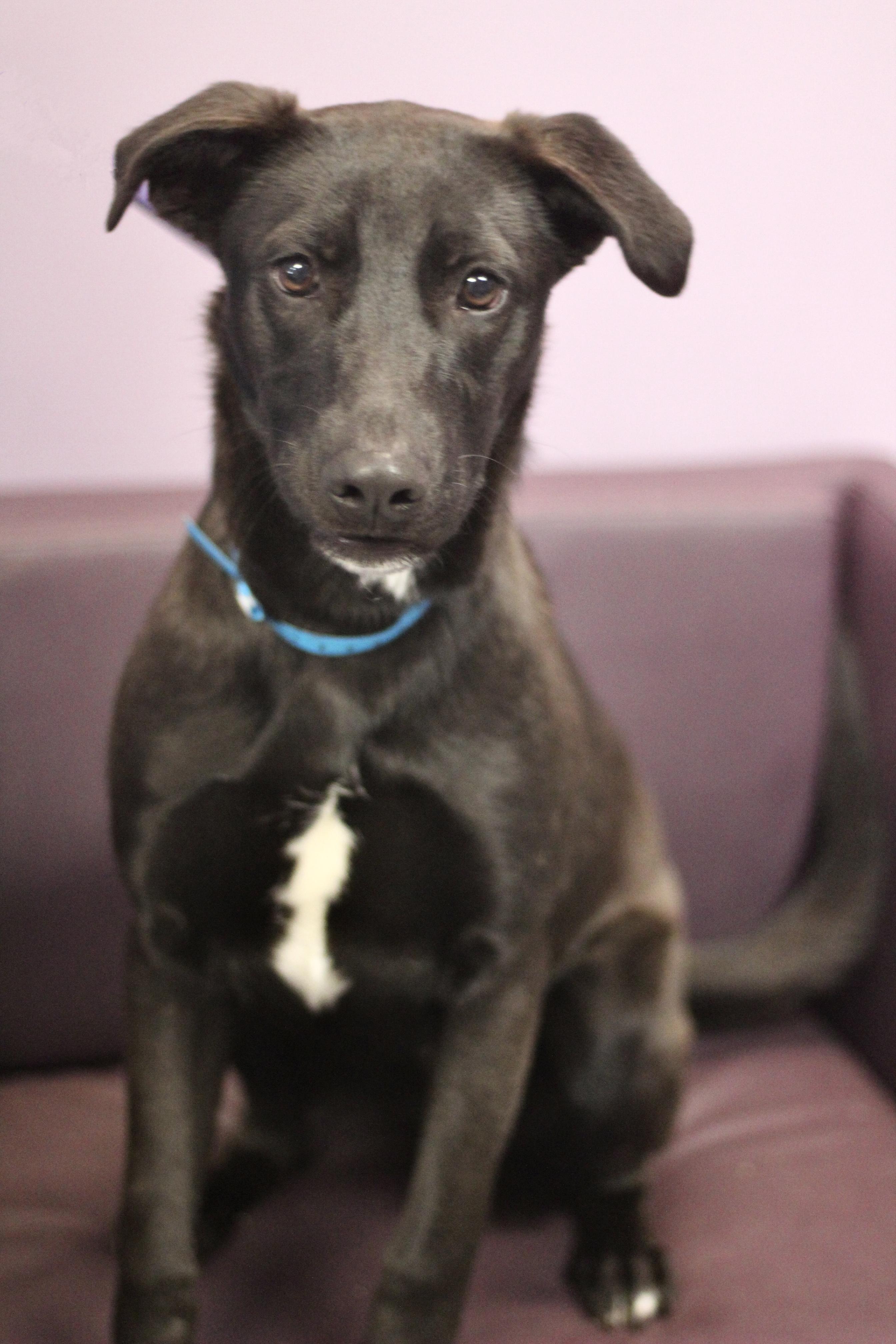 Enlarge Latara in NH! Come Meet our Adoptable Dogs Wednesday-Saturday. More info in Bio!, a ADOPTABLE mixed breed in Manchester, NH image 2/2