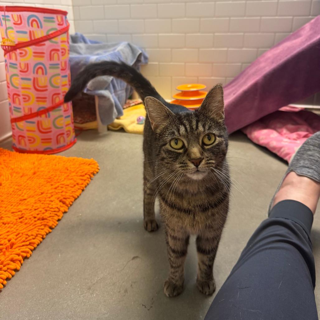 Qi, Adoptable, Adult Female Domestic Short Hair.