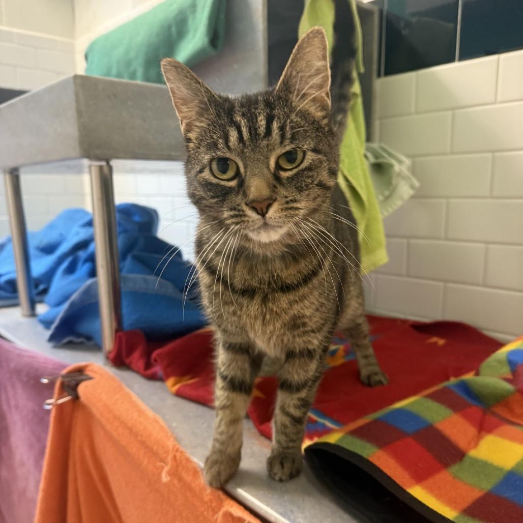 Enlarge Qi, a Adoptable Domestic Short Hair in Pittsburgh, PA image 2/4