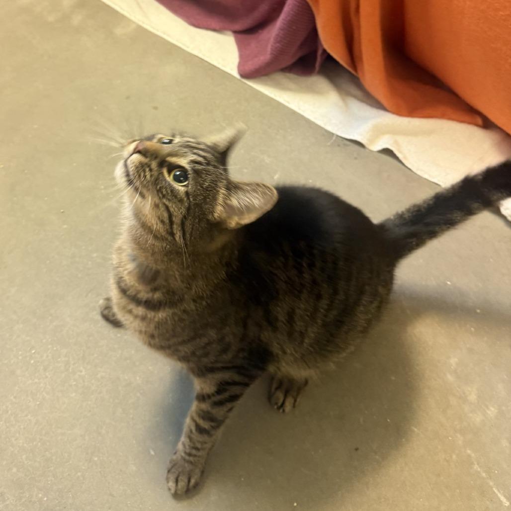 Enlarge Qi, a Adoptable Domestic Short Hair in Pittsburgh, PA image 3/4
