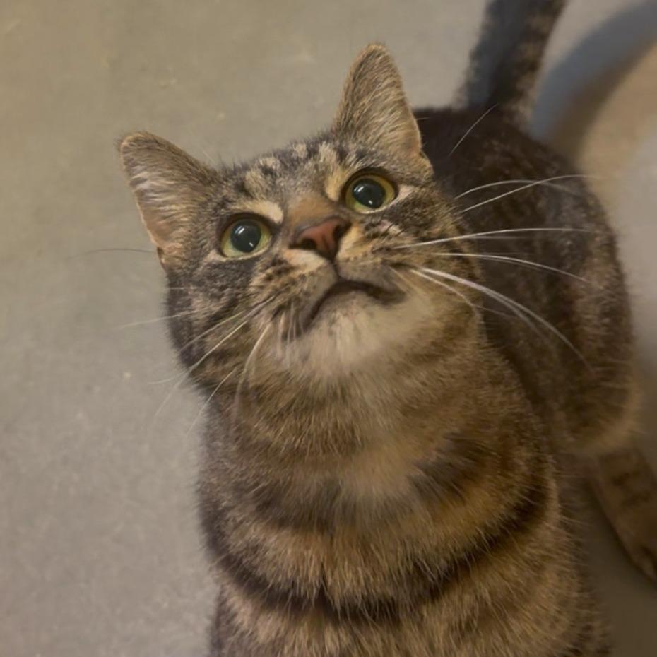 Enlarge Qi, a Adoptable Domestic Short Hair in Pittsburgh, PA image 4/4