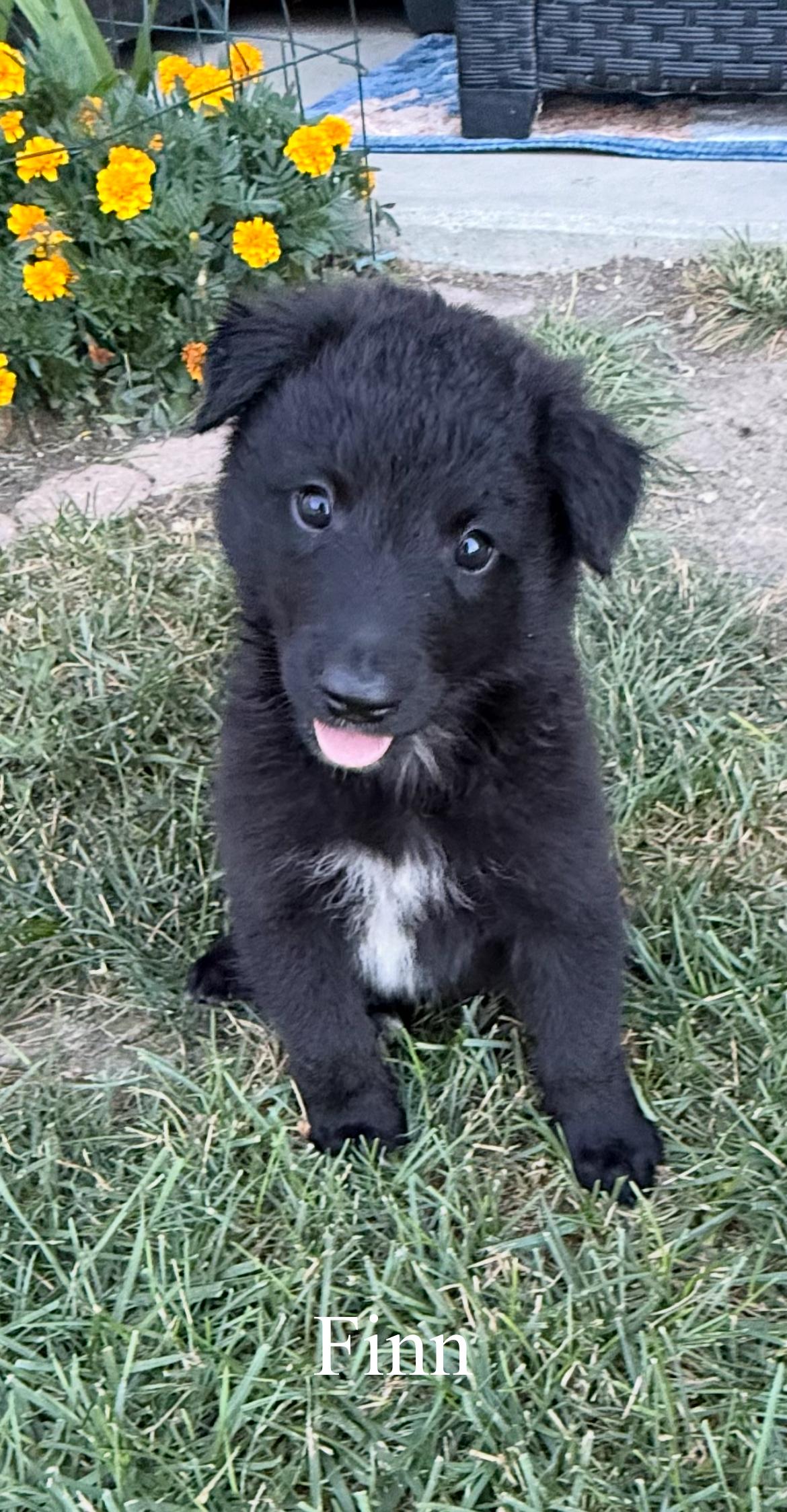 Finn!!, Baby Male unknown