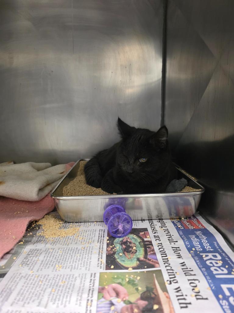 Tatum, Adoptable, Young Male Domestic Short Hair.