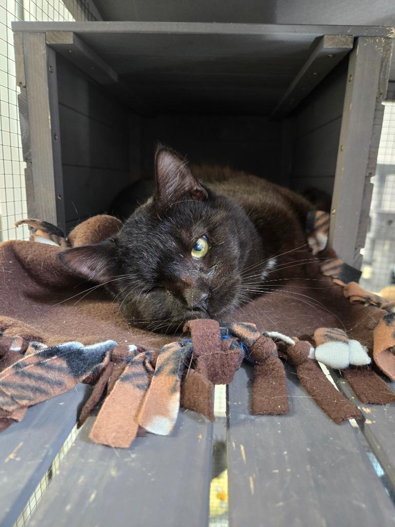 Enlarge Tatum, a Adoptable mixed breed in Angola, IN image 2/2