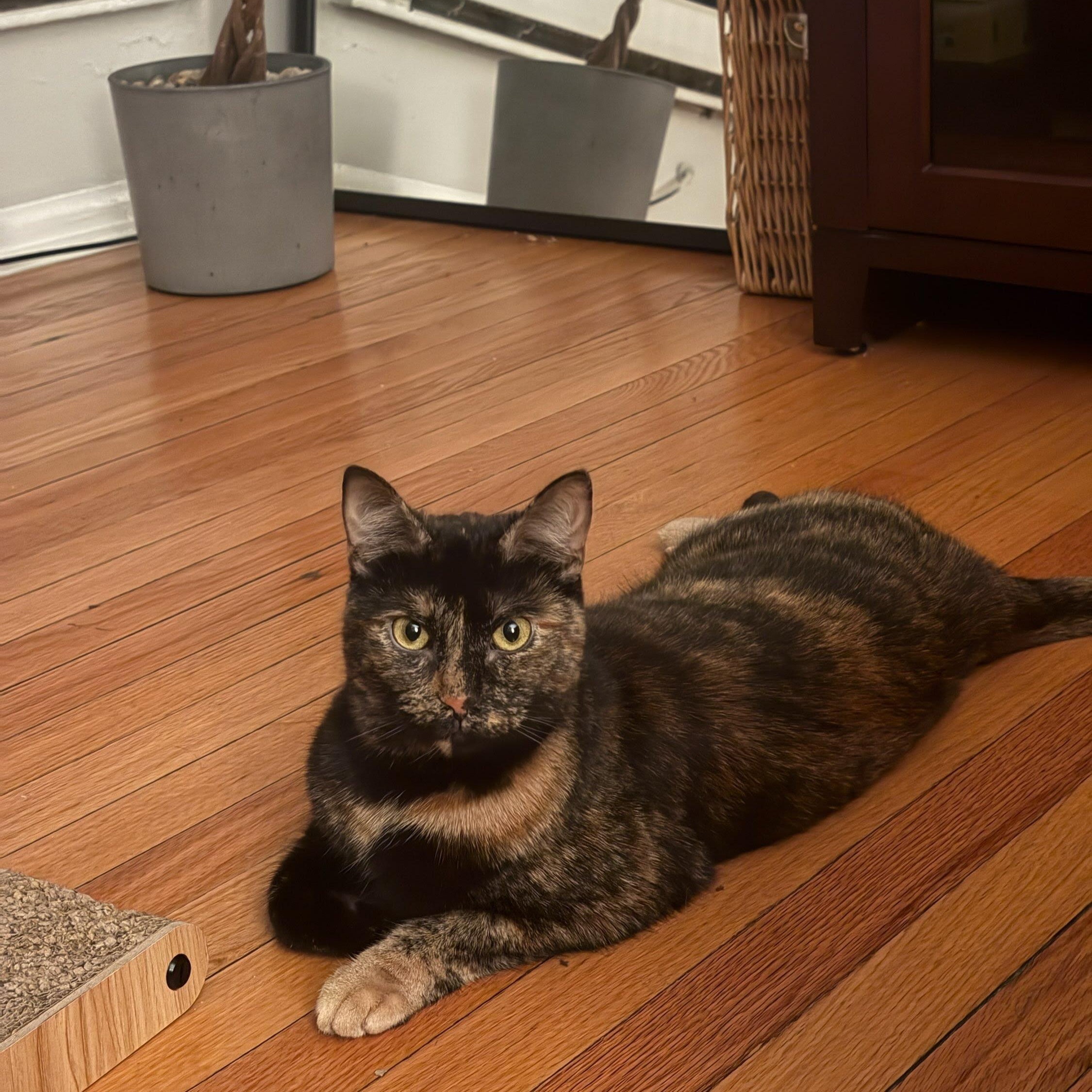 Enlarge Hazel, a Adoptable Domestic Short Hair in Evanston, IL image 1/5