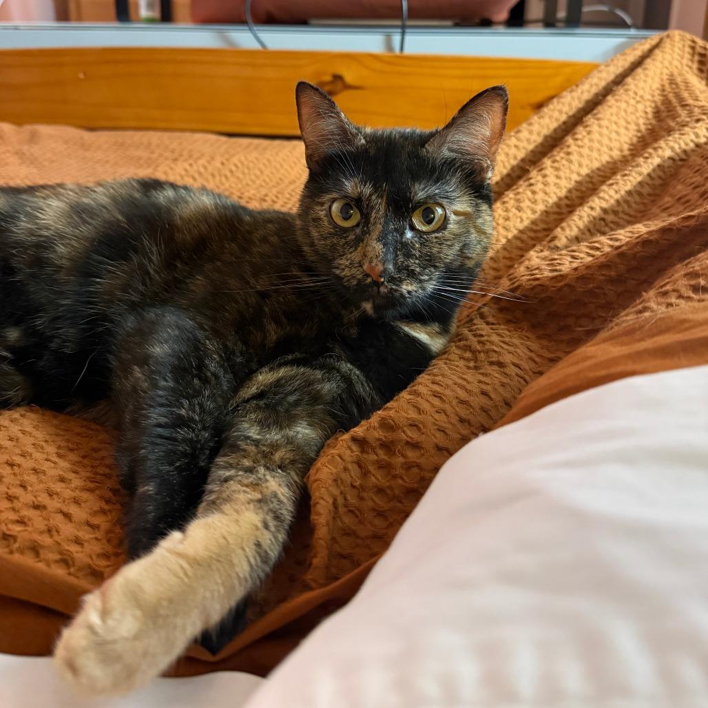 Hazel, a Adoptable Domestic Short Hair in Evanston, IL image 1/5