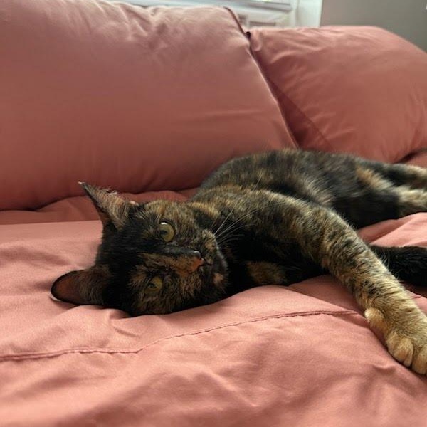 Enlarge Hazel, a Adoptable Domestic Short Hair in Evanston, IL image 2/5