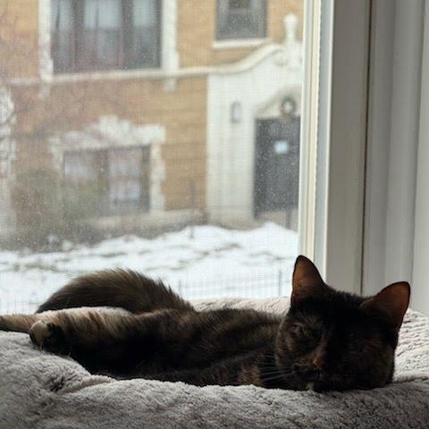 Enlarge Hazel, a Adoptable Domestic Short Hair in Evanston, IL image 5/5