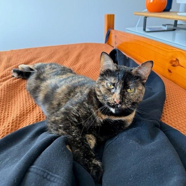 Enlarge Hazel, a Adoptable Domestic Short Hair in Evanston, IL image 3/5