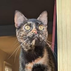 Enlarge Hazel, a Adoptable Domestic Short Hair in Evanston, IL image 4/5