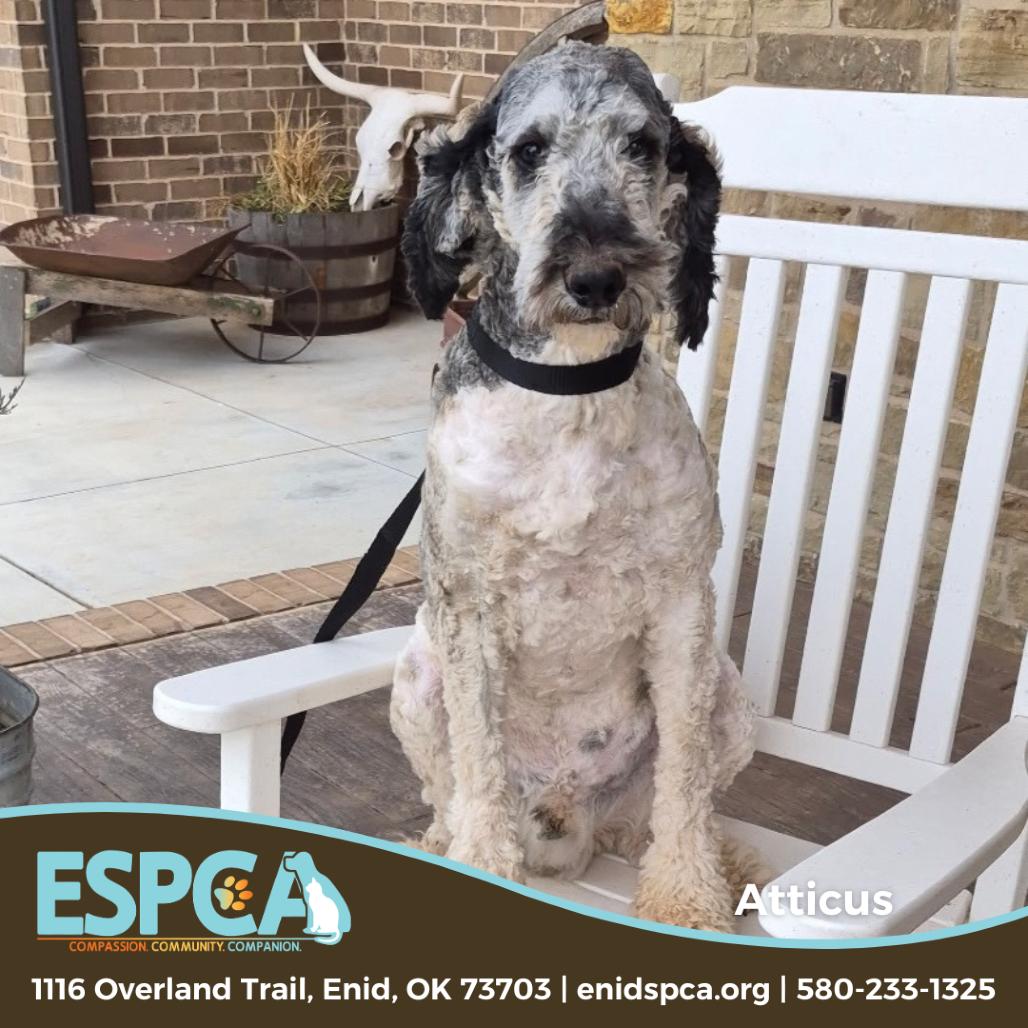 Atticus — thumbnail 2