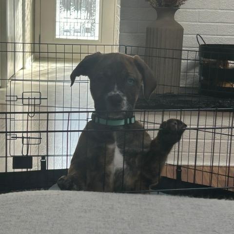 Enlarge Scarlett, an adopted mixed breed in Midland, MI image 3/3